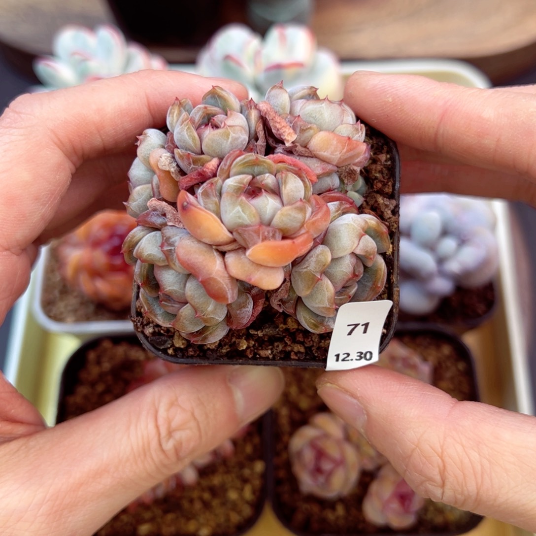 好好看71、哈哈哈哈