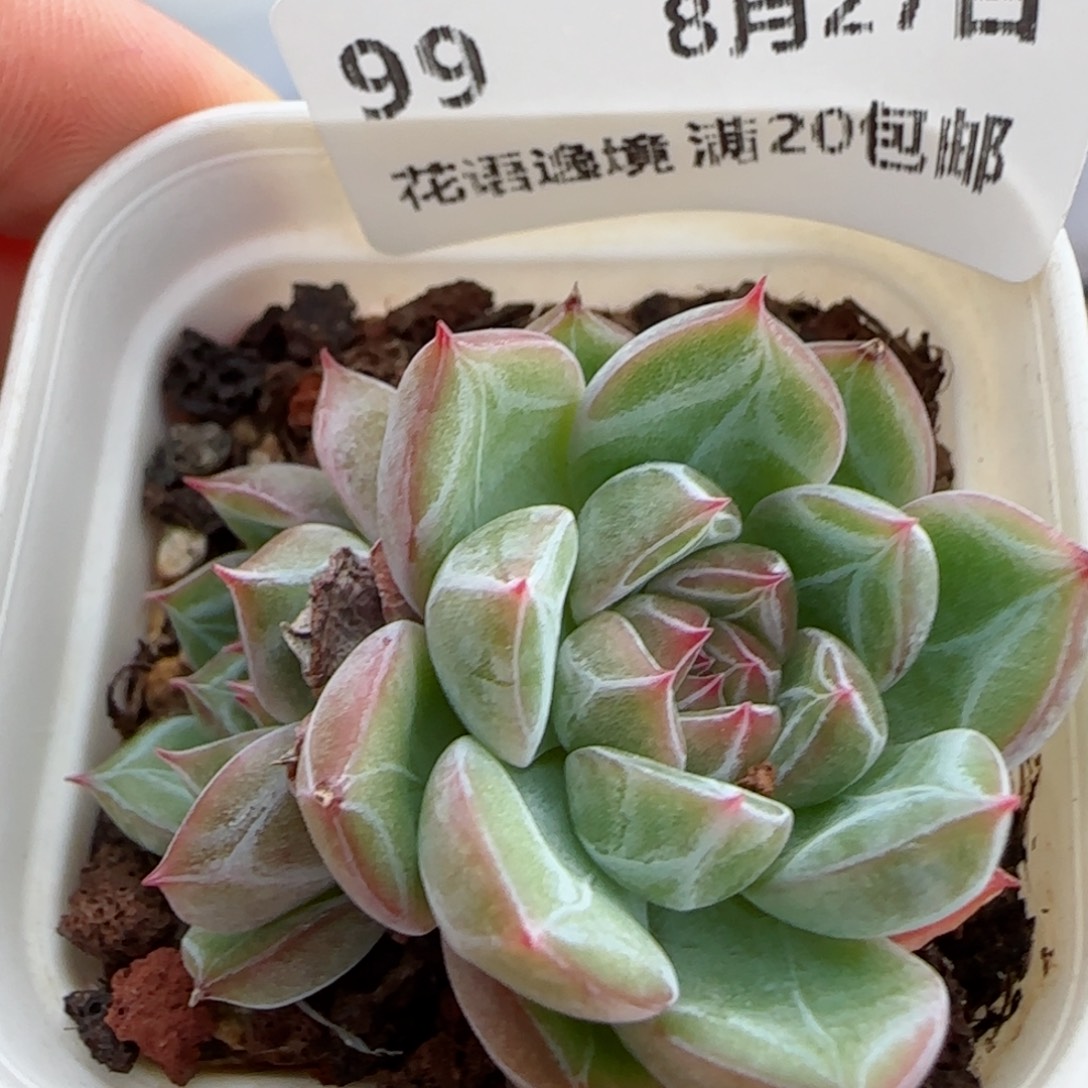 花语逸镜0827-99散