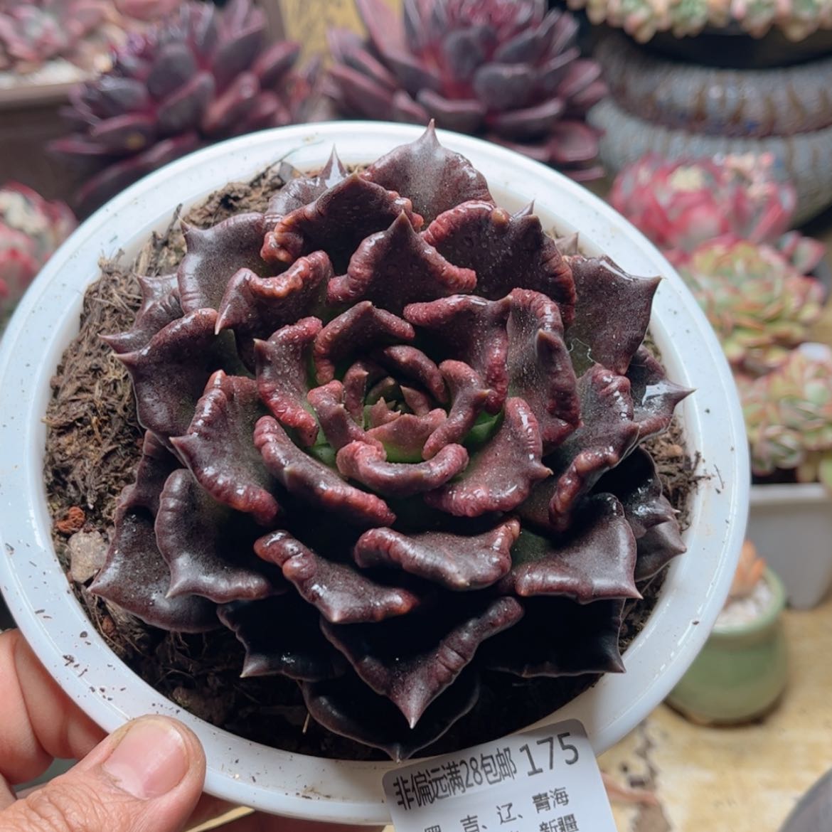 【闪购商品】175黑饺子皮