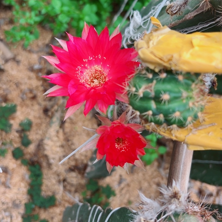 10丽花107歪虫咬无根侧芽3公分左右20包邮