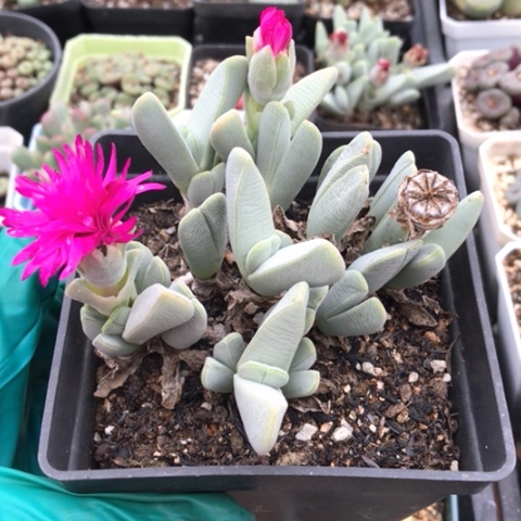 多肉肉锥 20头虾钳