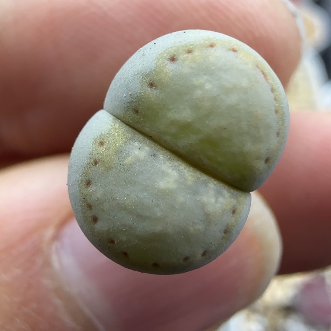 754金边饼干清框福利30包邮