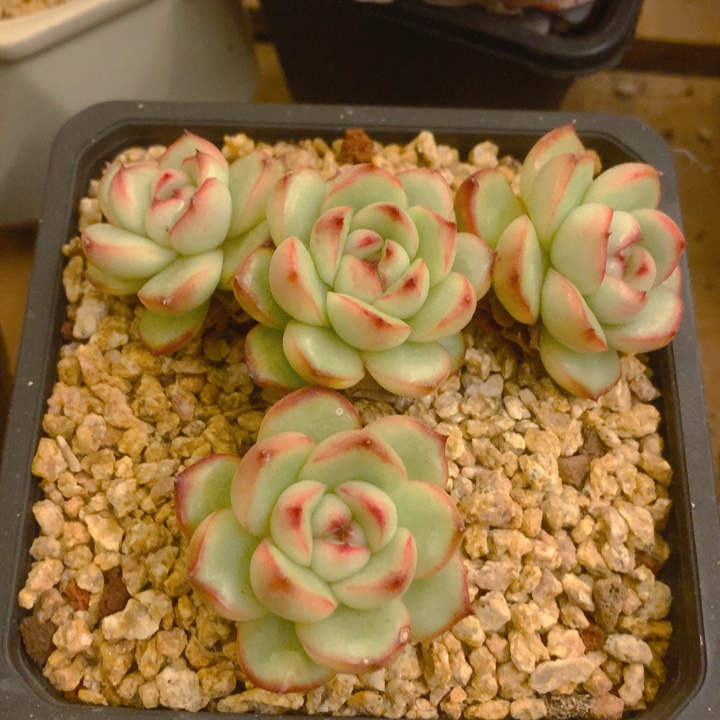 多肉乐园精品新品