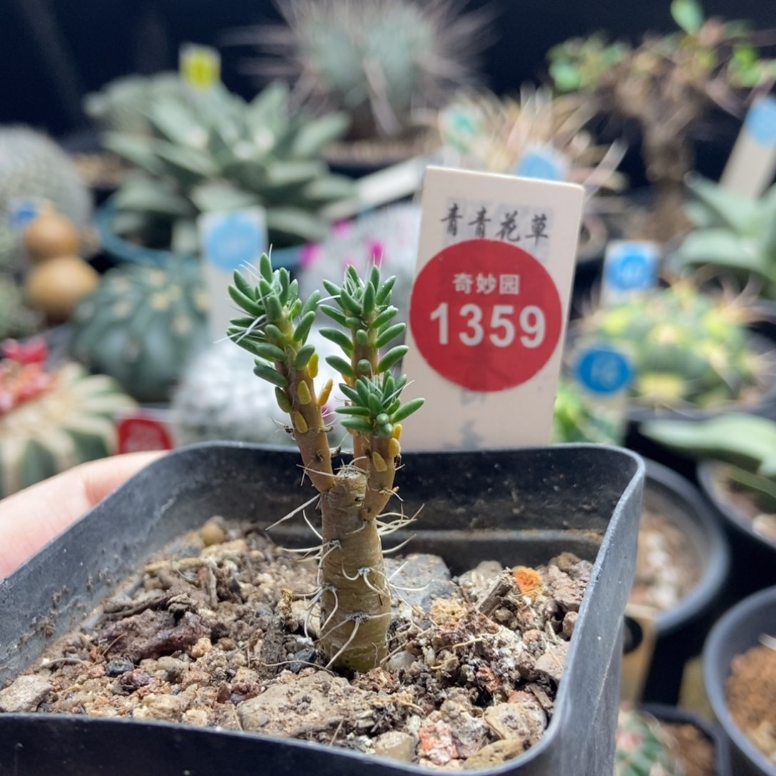 迪吹群一颗仙人球