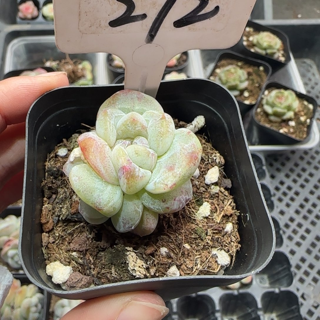 272冰玉石化哈哈哈哈哈