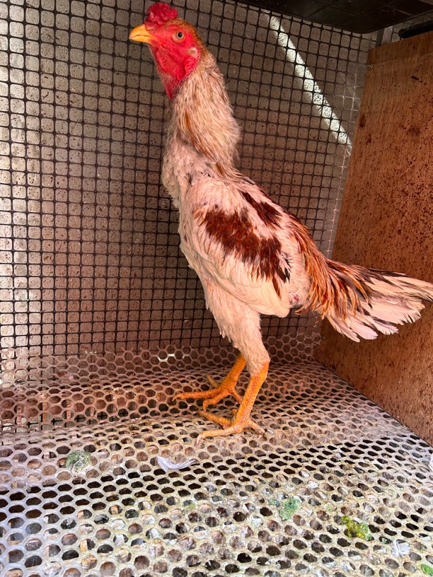 越南斗鸡 鬼子 盖沙 红麻 虎毛 黑红 白花 母鸡毛 灰红 冷冻发货