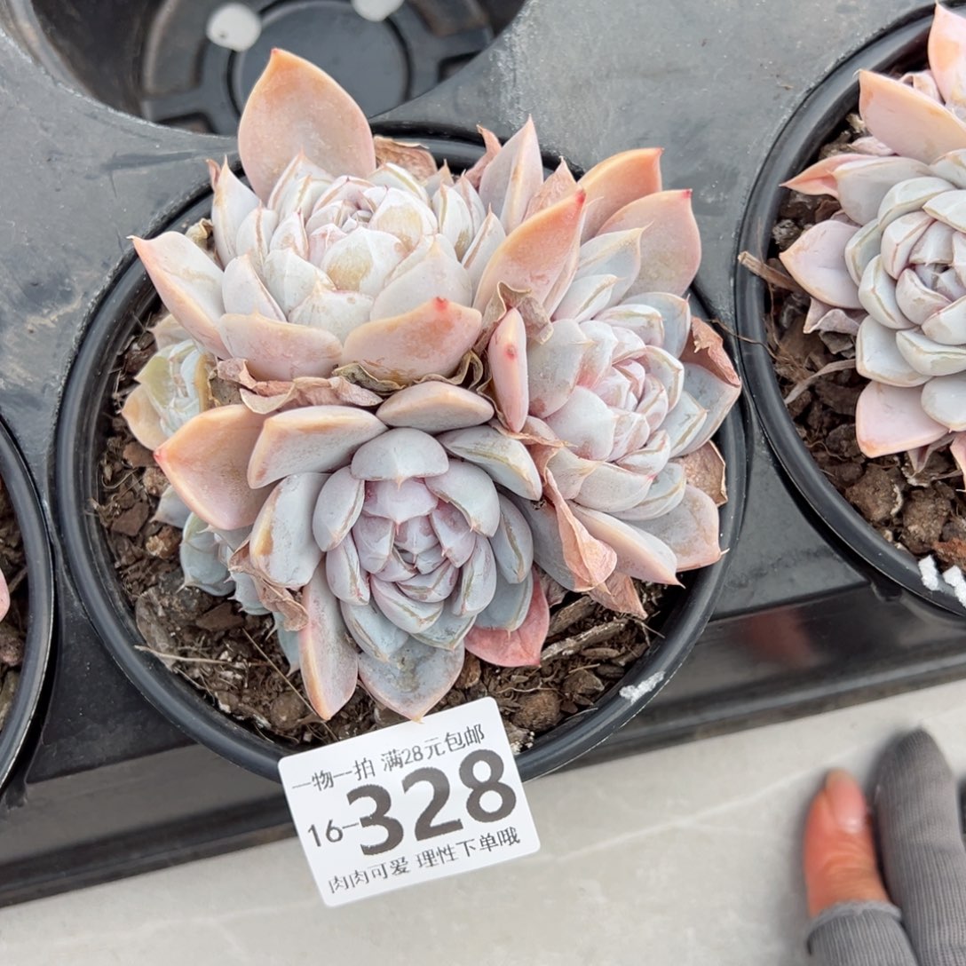 雪兔多肉多肉多肉多肉