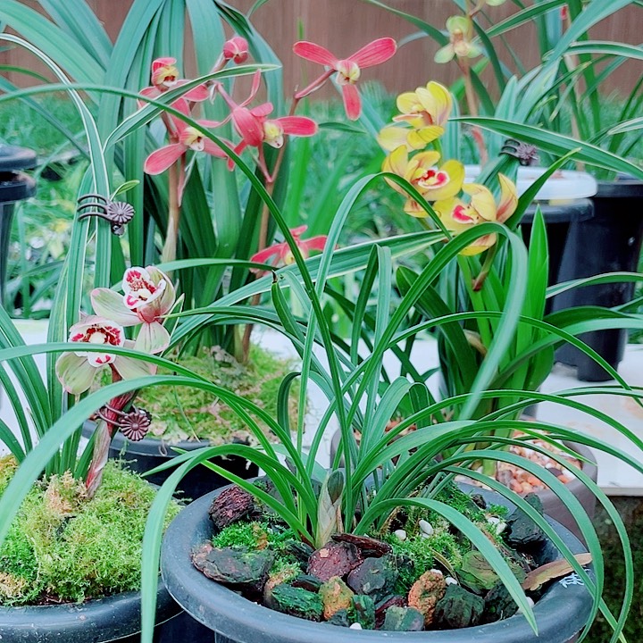 老***头完全开放一物一漂亮