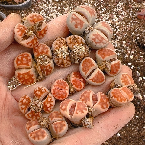 【闪购商品】24939