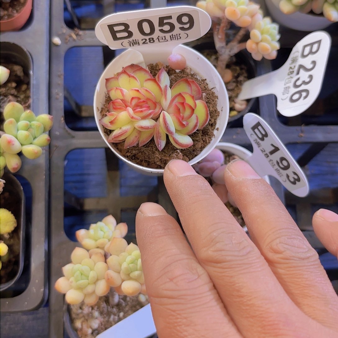 B059肉酱玫瑰一物一拍I