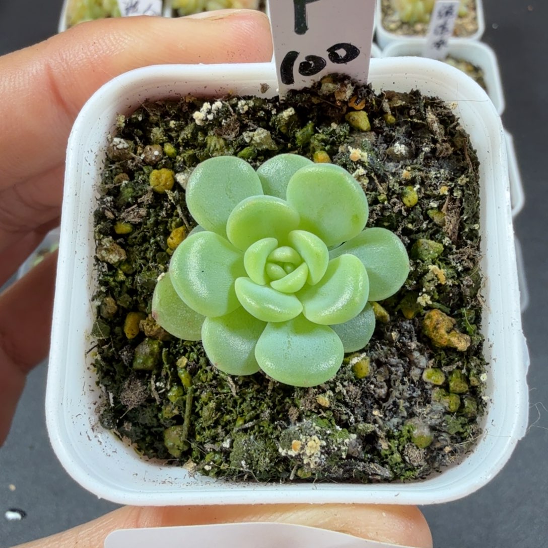 甜心p100一物一拍182