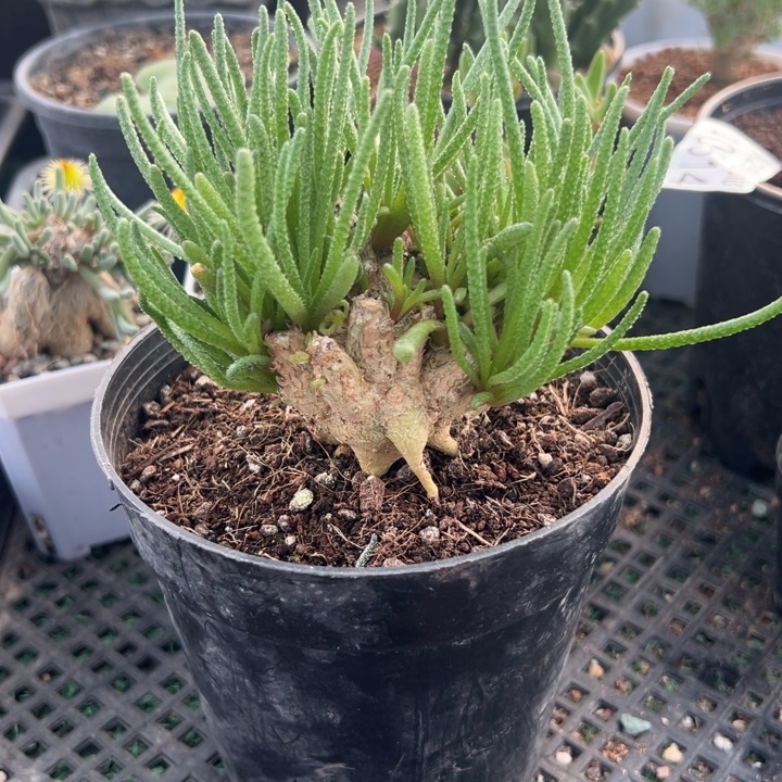 天赐，一物一拍，带土球