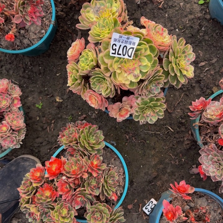 海神花30-41包邮花花