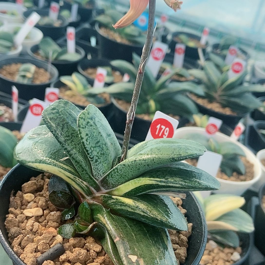 179卧牛实生锦带盆发货带3个侧牙