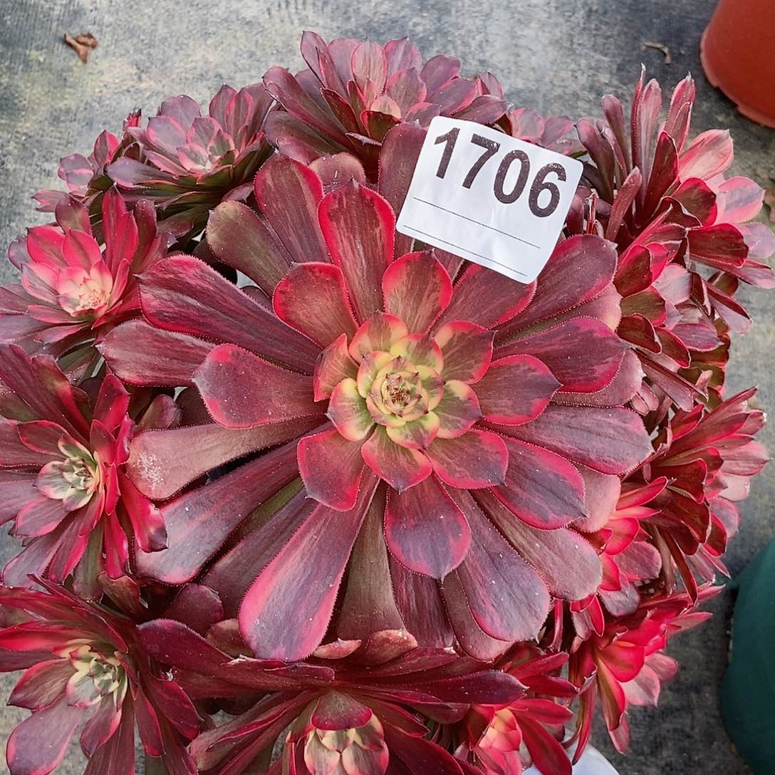 红陶1706烟花4多肉 