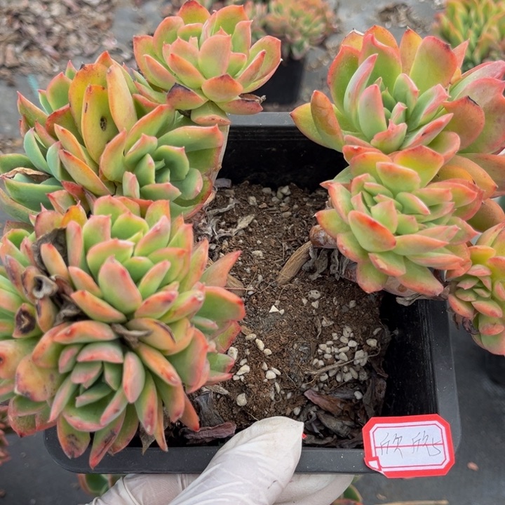 欣*奇罗一颗140盆