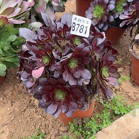 781黑魔不包断枝