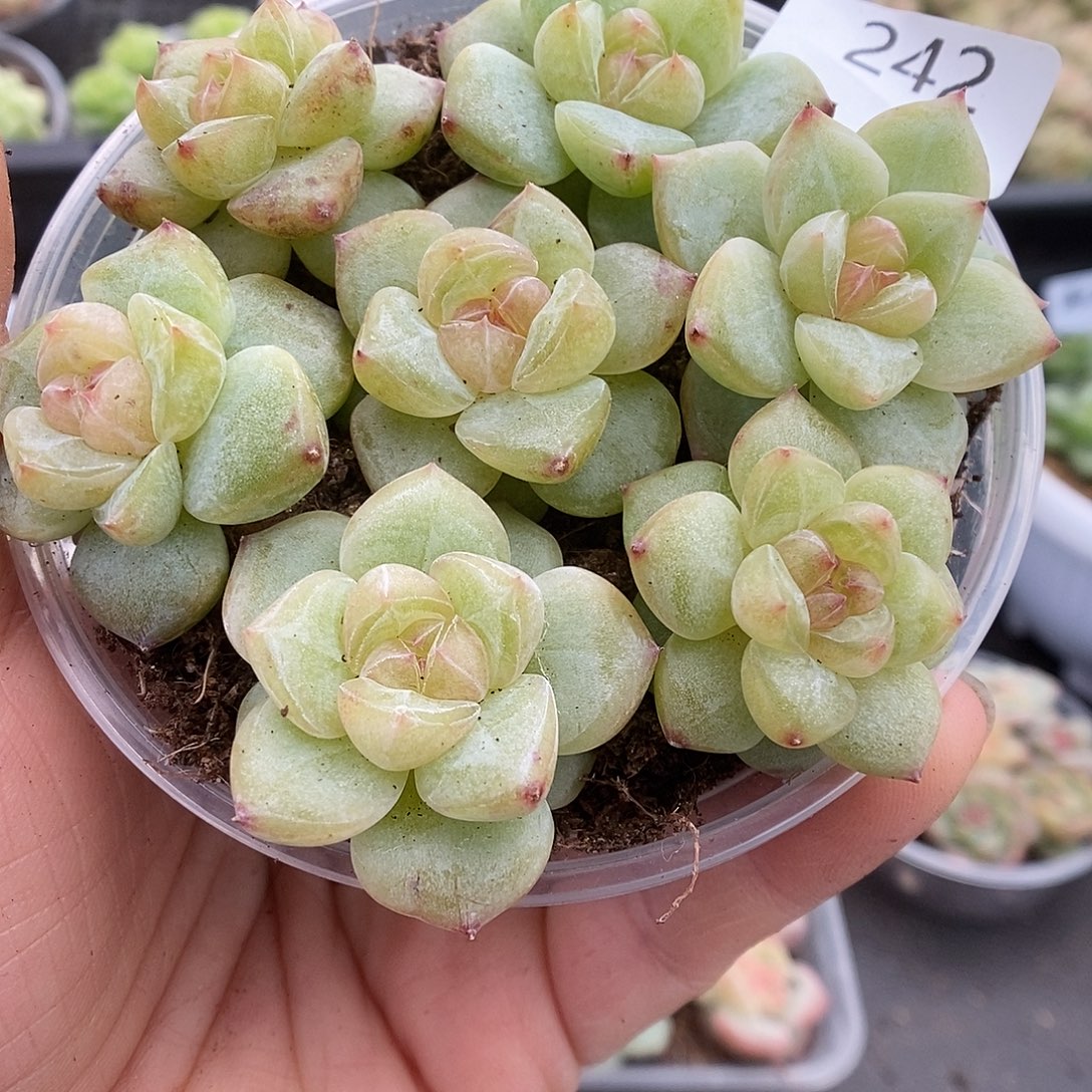 一物一拍一物一拍911-242
