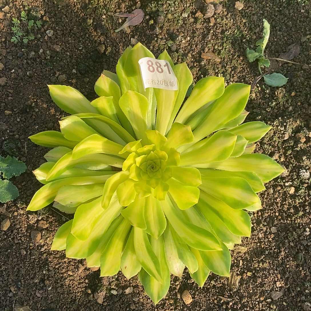 881颜如玉多肉植物