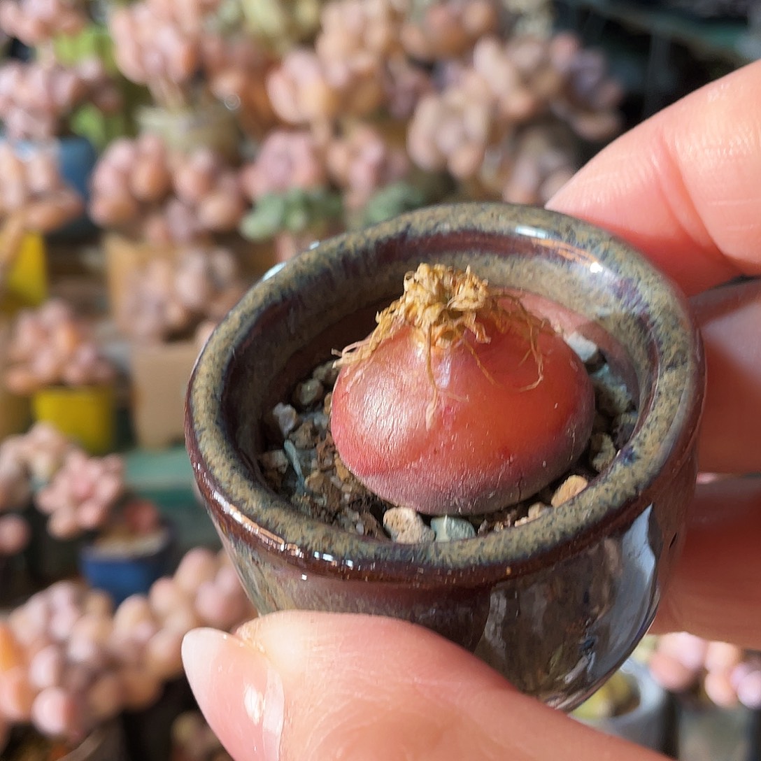 缇***娜多肉植物的生长发育和生长