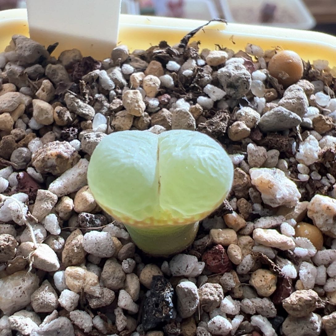 391优选安格尼斯一颗万赞福利