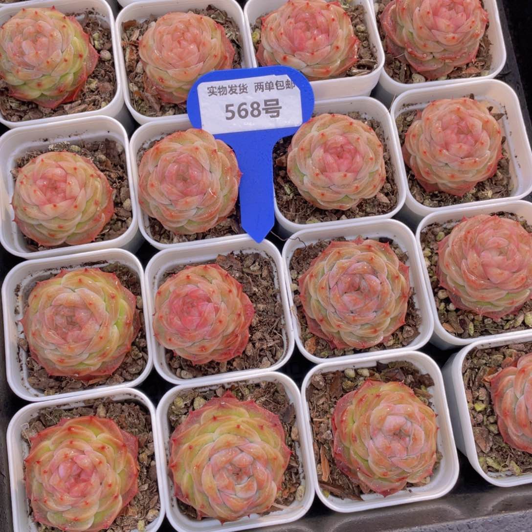 568号果冻花朵冻唇蜜单头一个