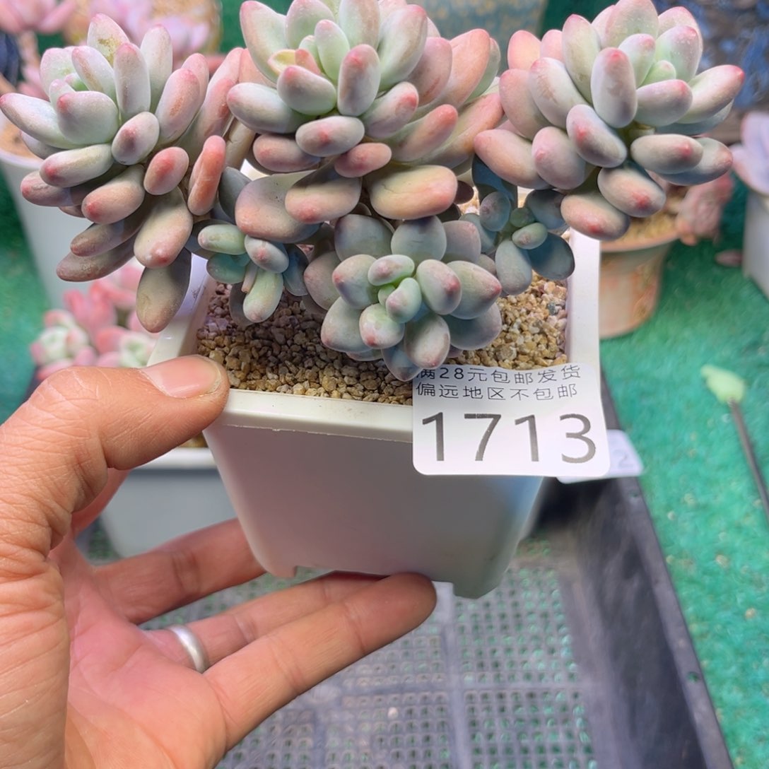 大1713ii k k k k k k k