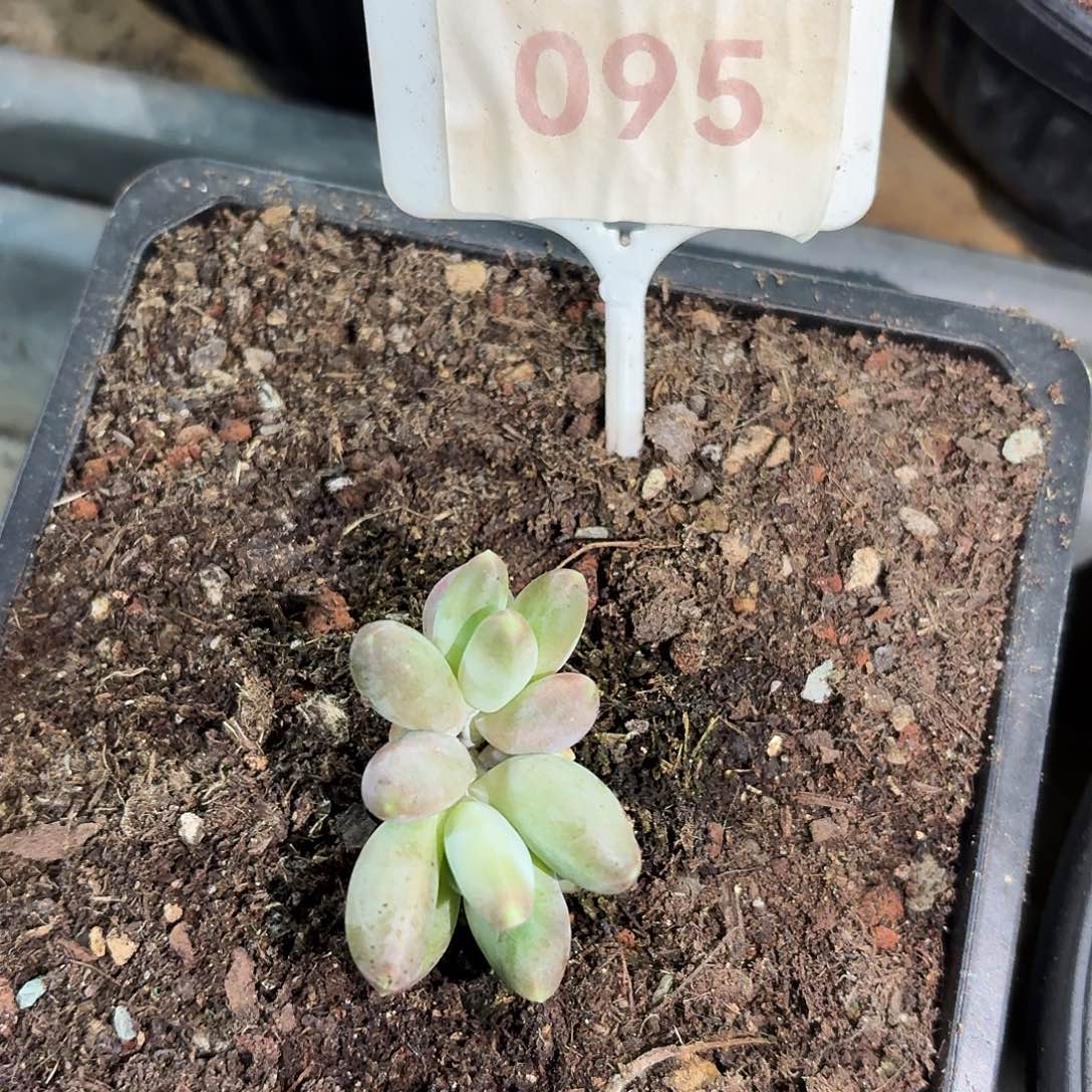 吧笔呀888888888888888