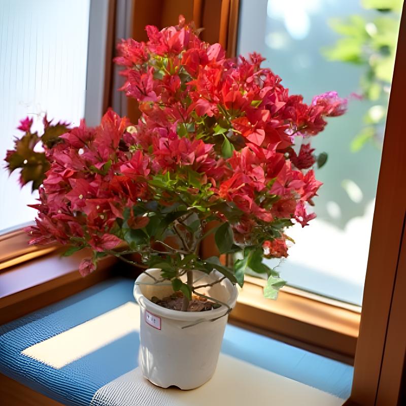 三角梅绿植盆栽庭院阳台四季开花勤花花卉好养