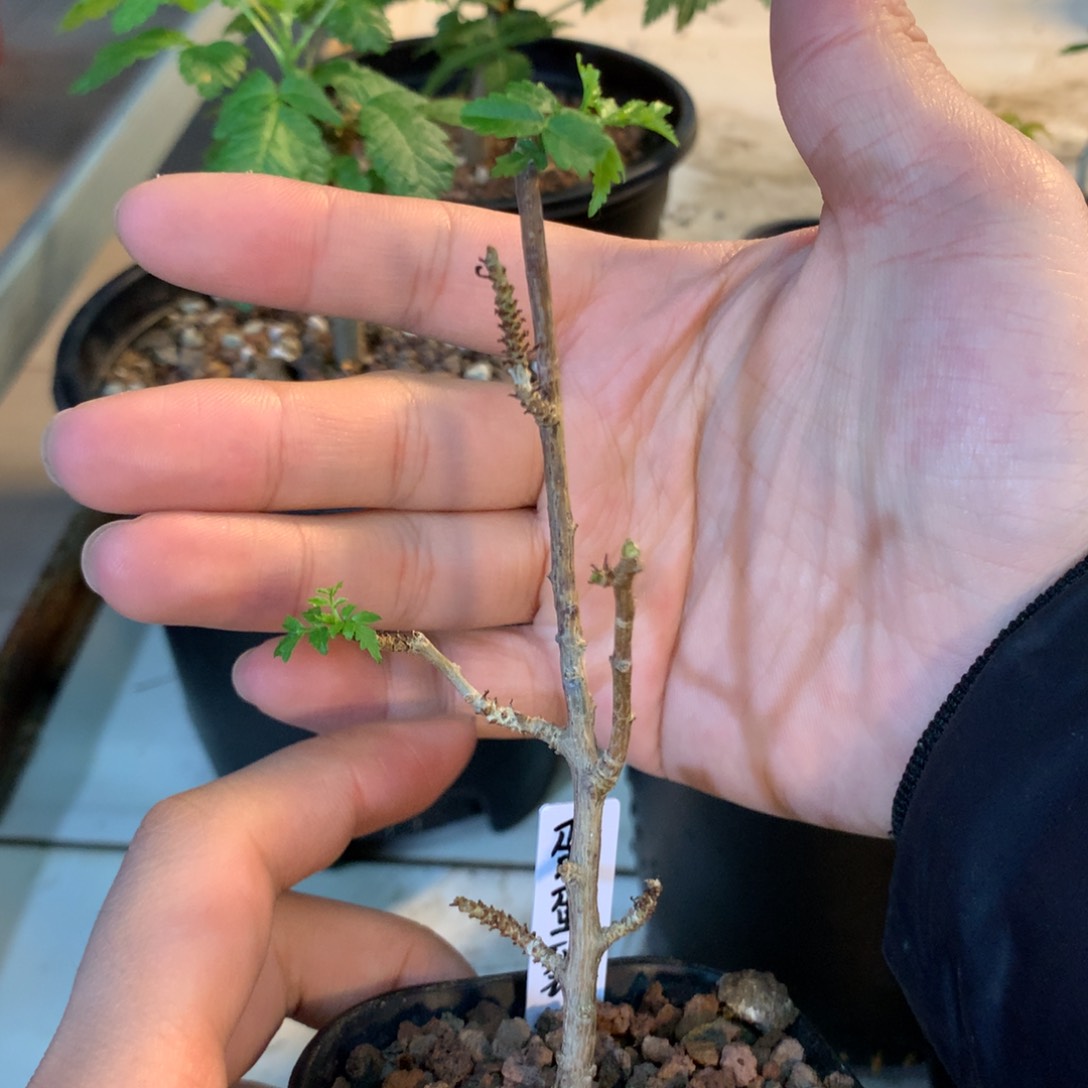 蛋蛋裂榄扦插带盆