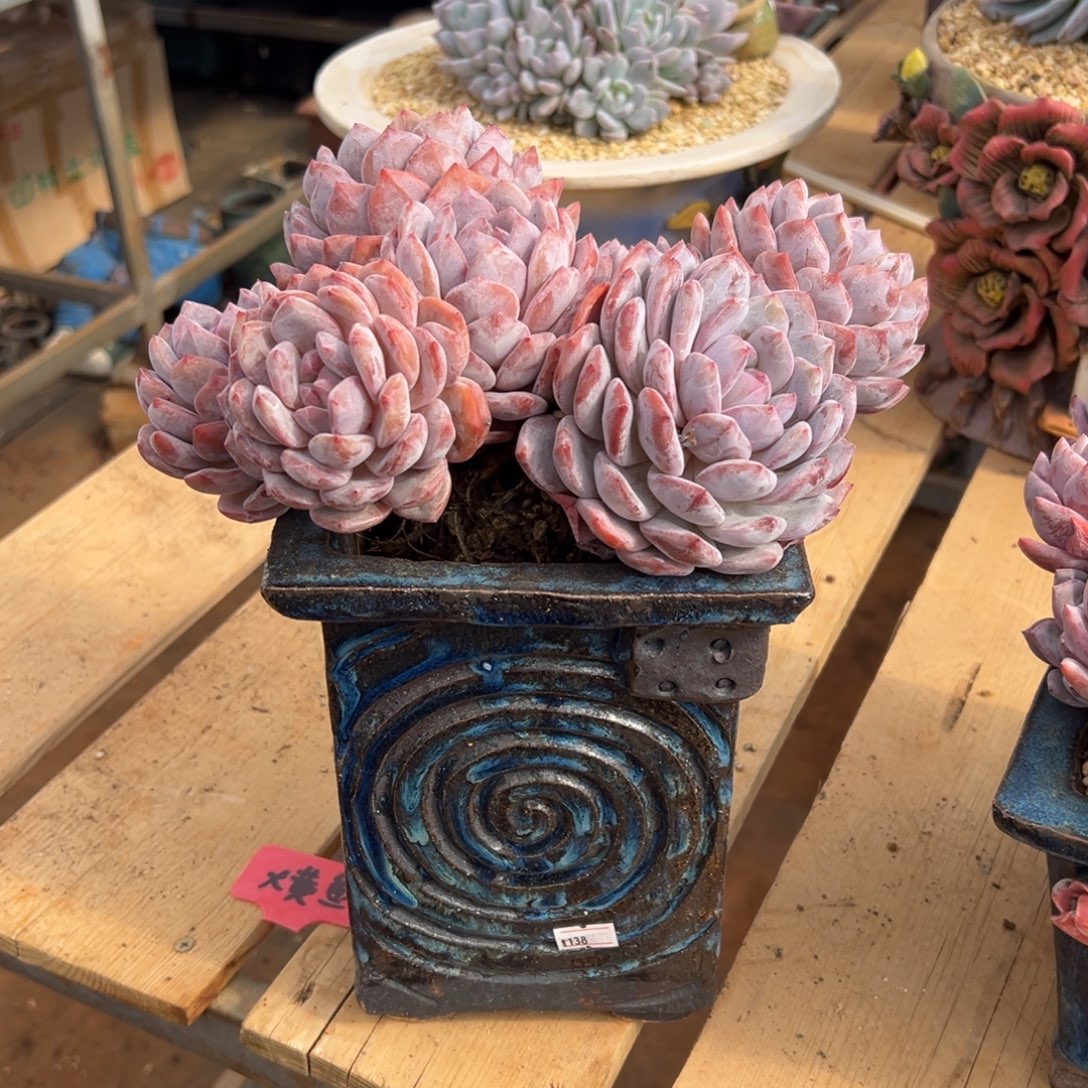 大***鱼遇见多肉园艺大黄鱼星影带盆寄养出