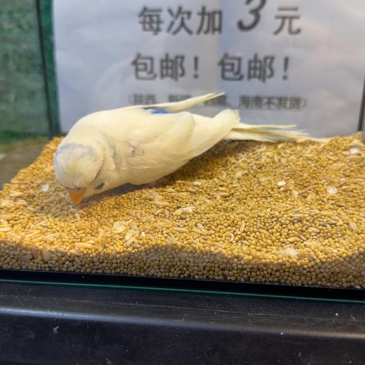 虎皮鹦鹉大头虎皮鹦鹉