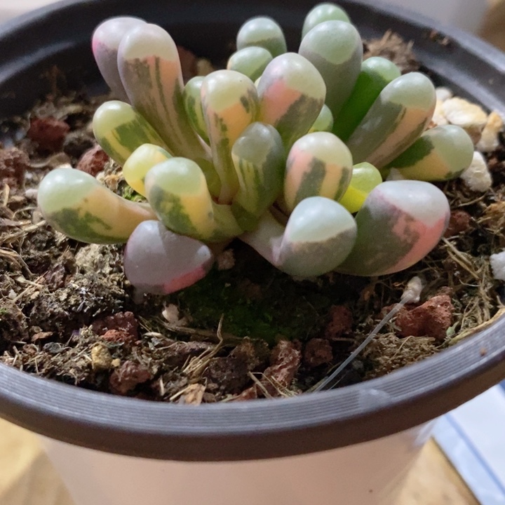 50玲玉锦多肉锦景天