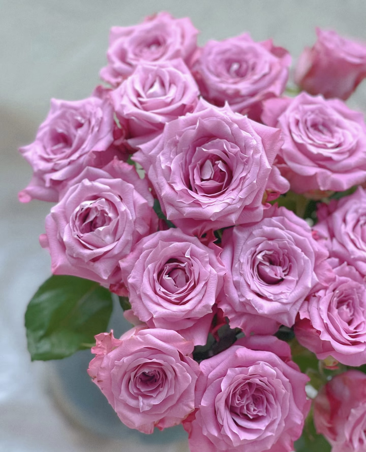 A级稀有碧海玫瑰10支小花型-【任意2单顺丰包邮】（10%不售后）