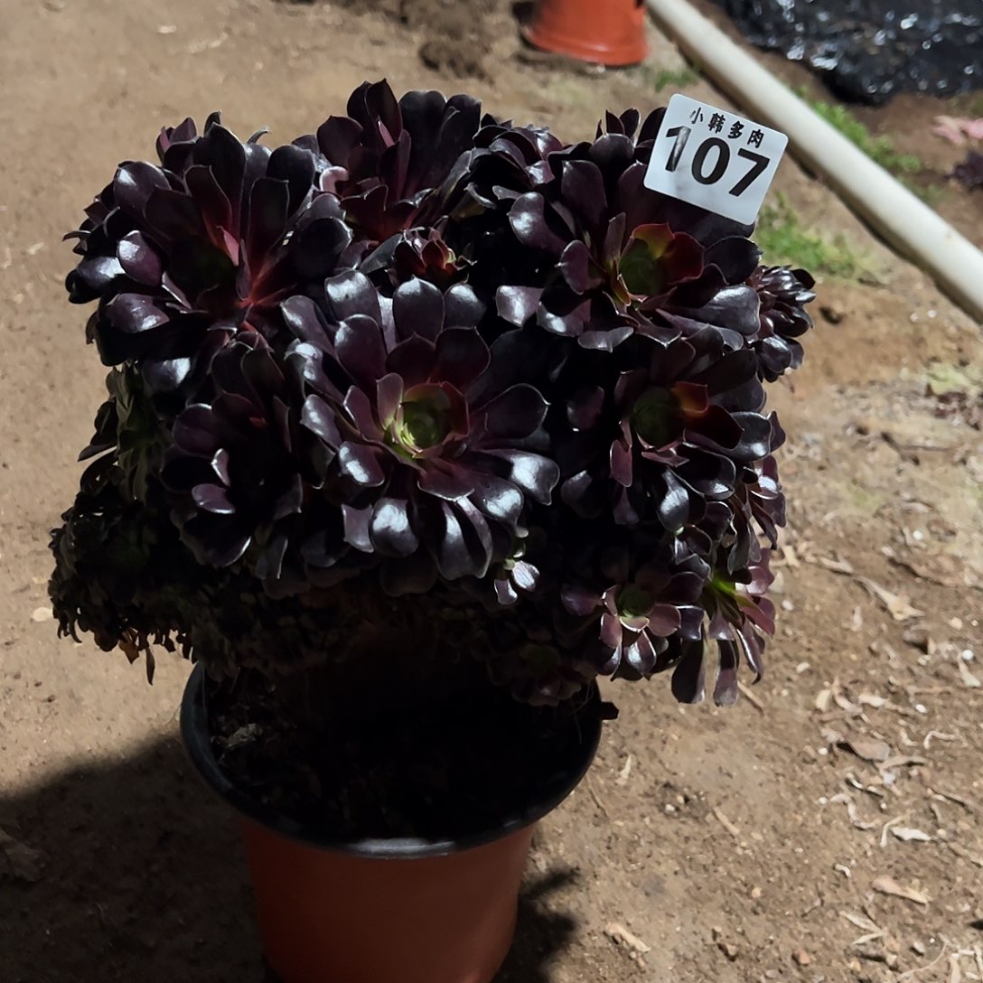 喜****8107欧紫缀化法师一