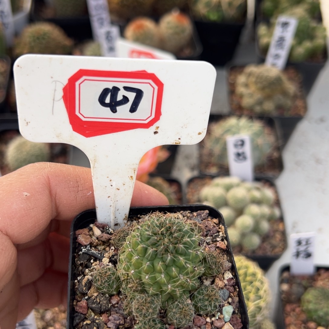 *****47往事多肉园仙人球开花了