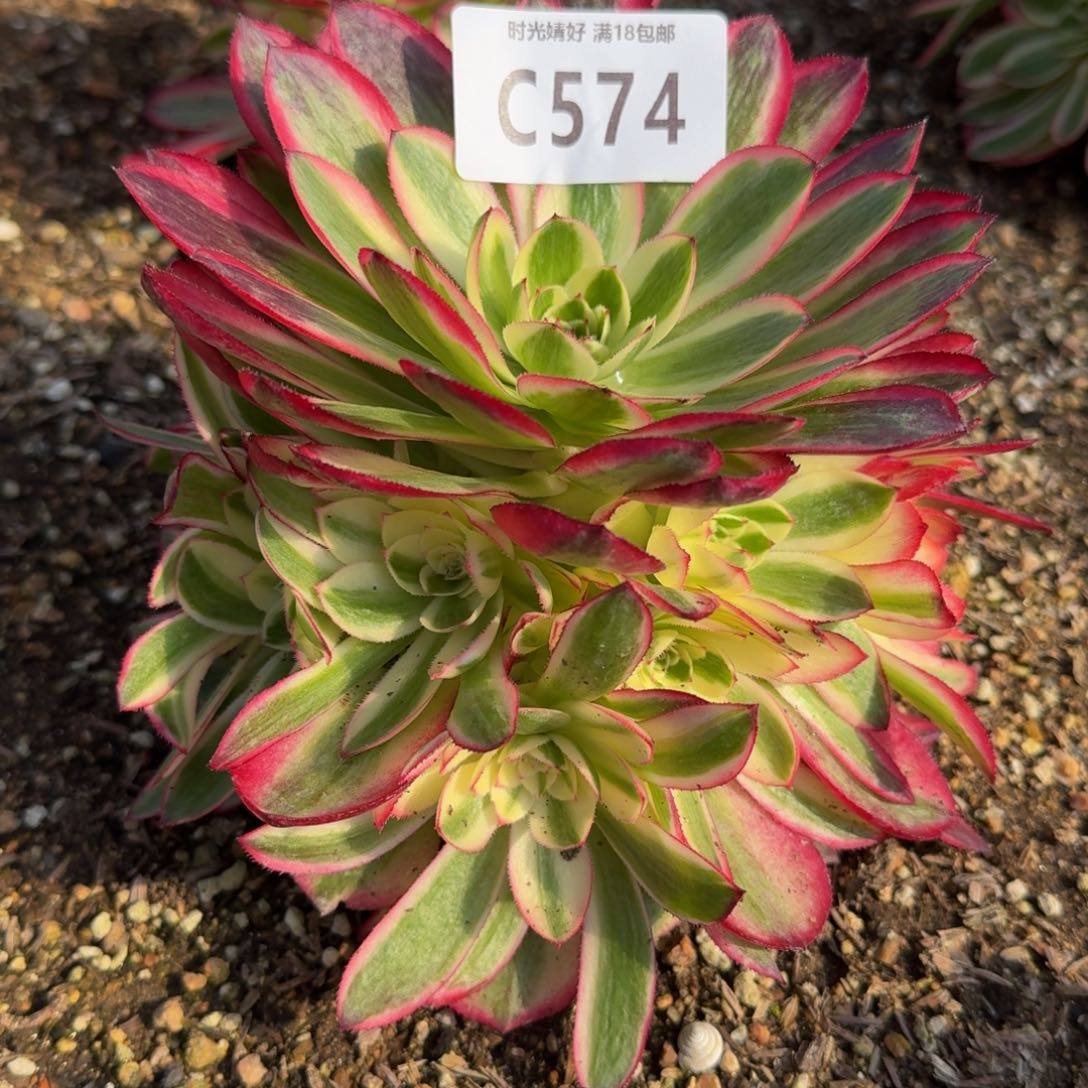 574荔枝多肉植物