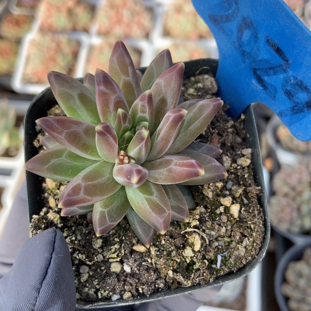 2029多肉植物保护研究所