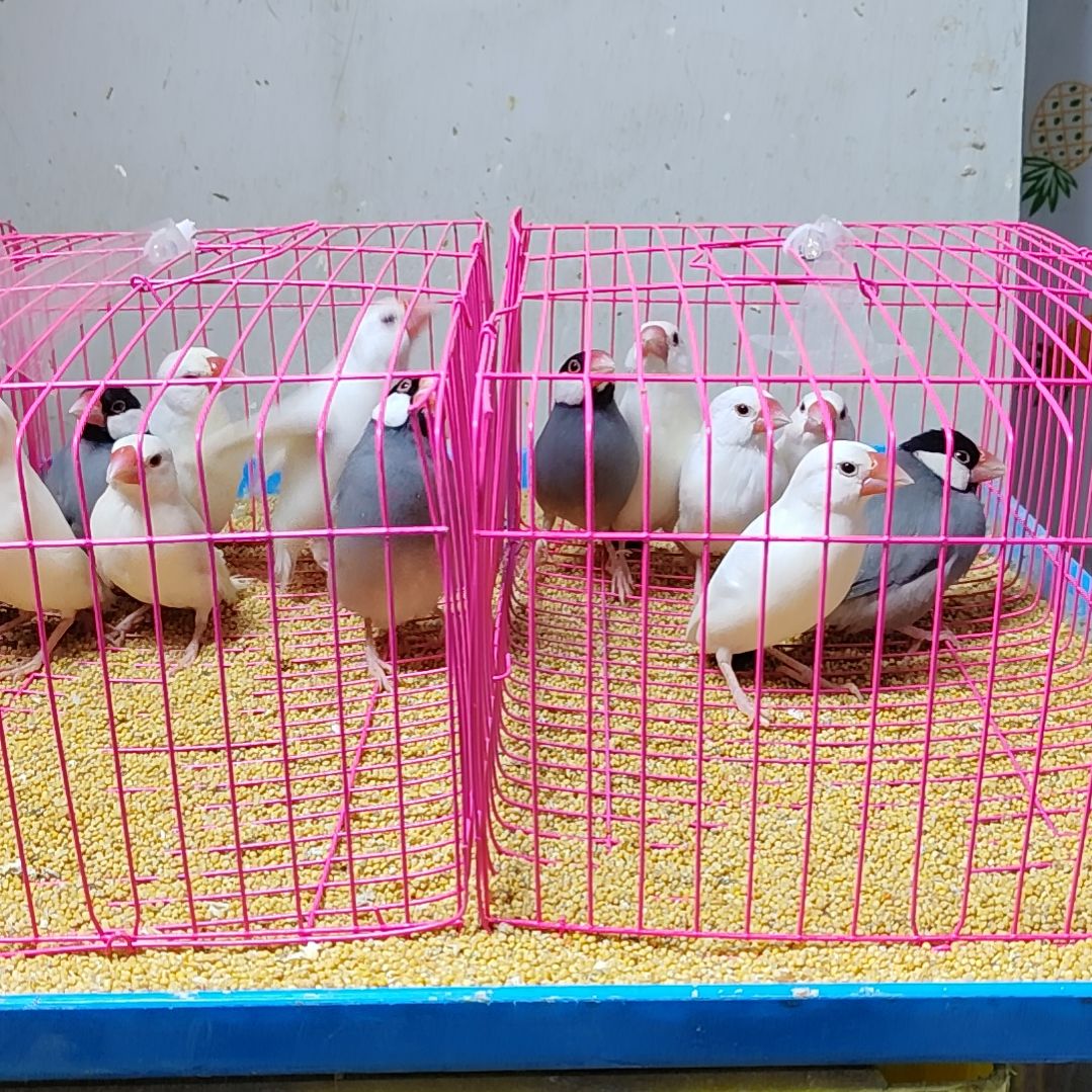 戴***酒文鸟特价文鸟断尾少毛爪子有瑕疵六只