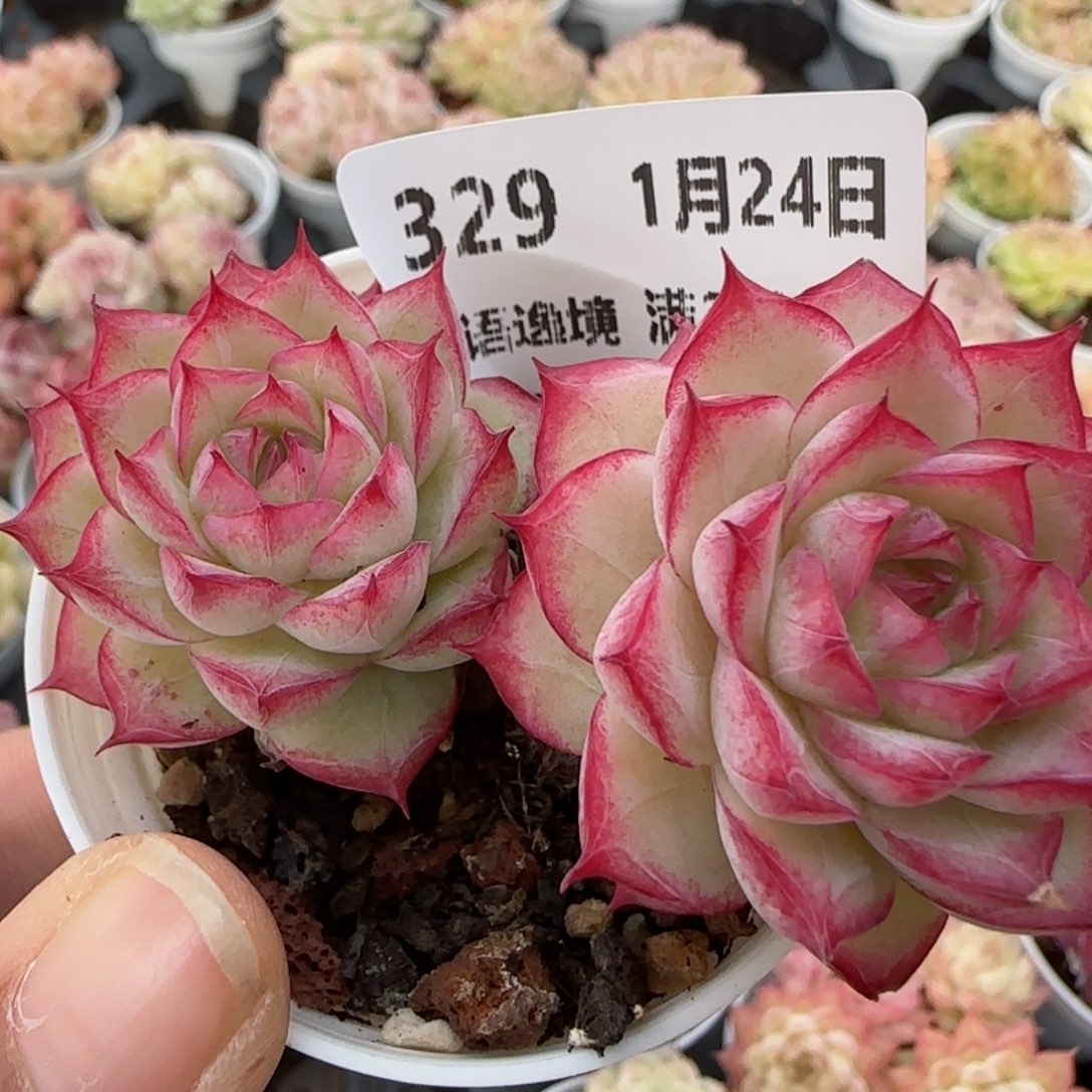 花语逸境0124-329