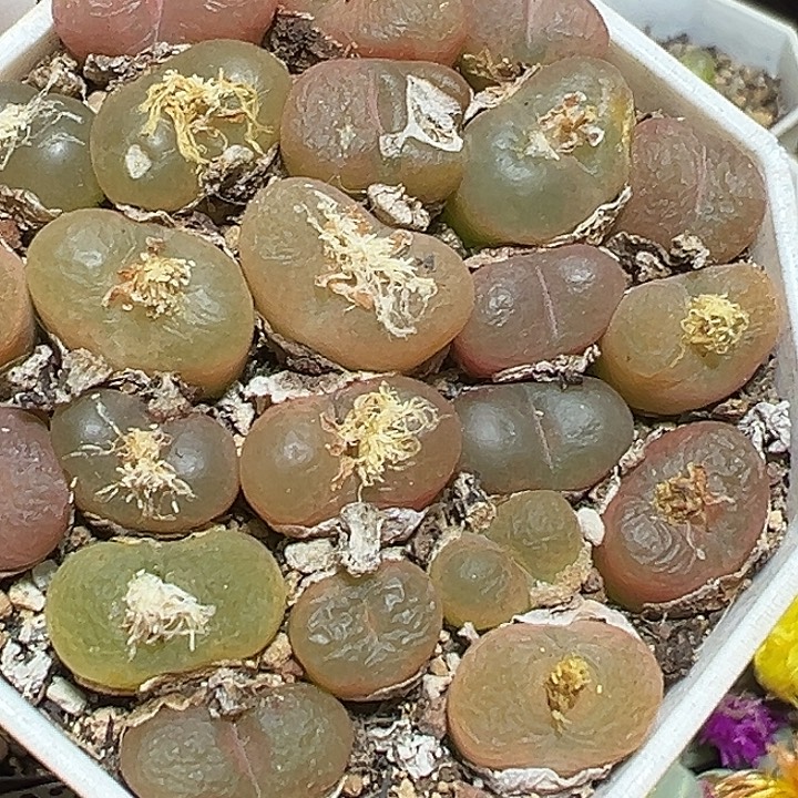 426号特价福利毛汗尼一盆