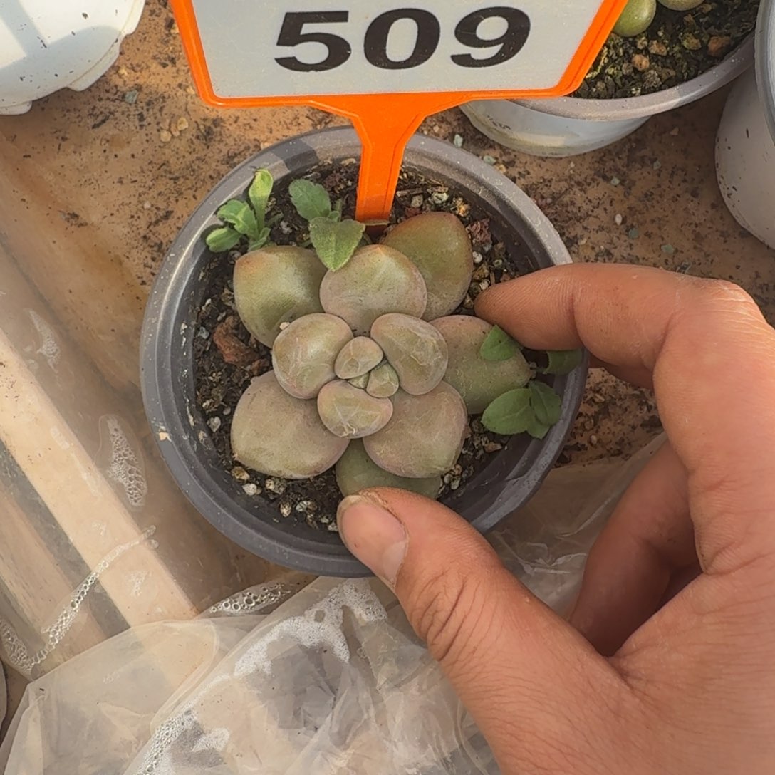 多肉植物胖体x系奶龙个体509