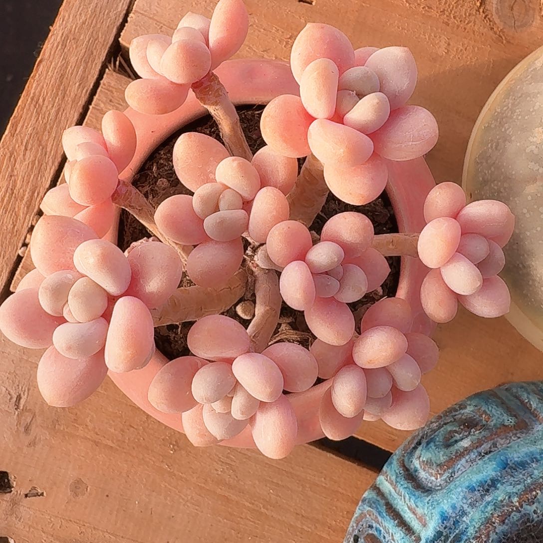 香水洛神老桩无砍带瓷盆