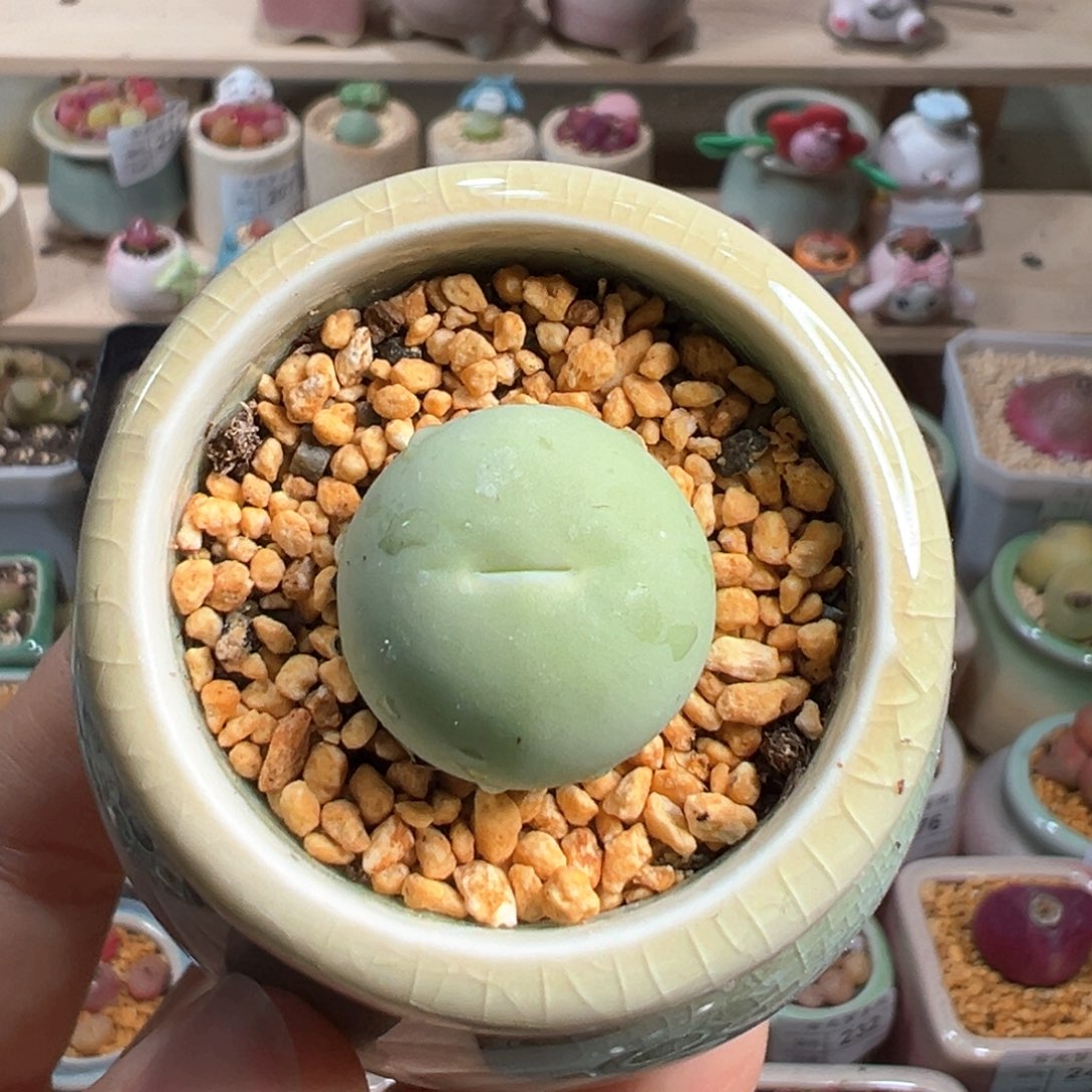 多肉植物254号鸽子蛋