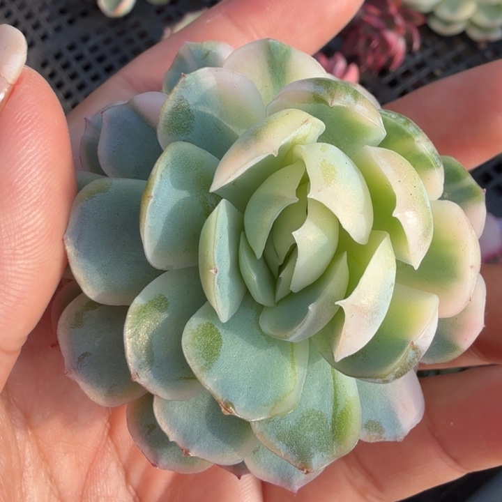 贝瑞锦花脸锦无根