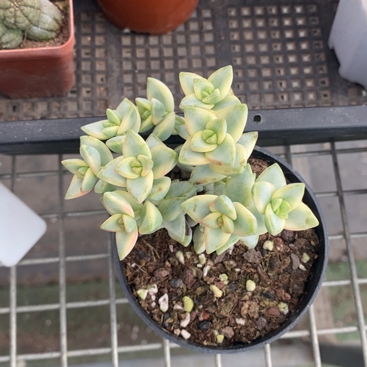 伯克利和格蕾纳等著名音乐家