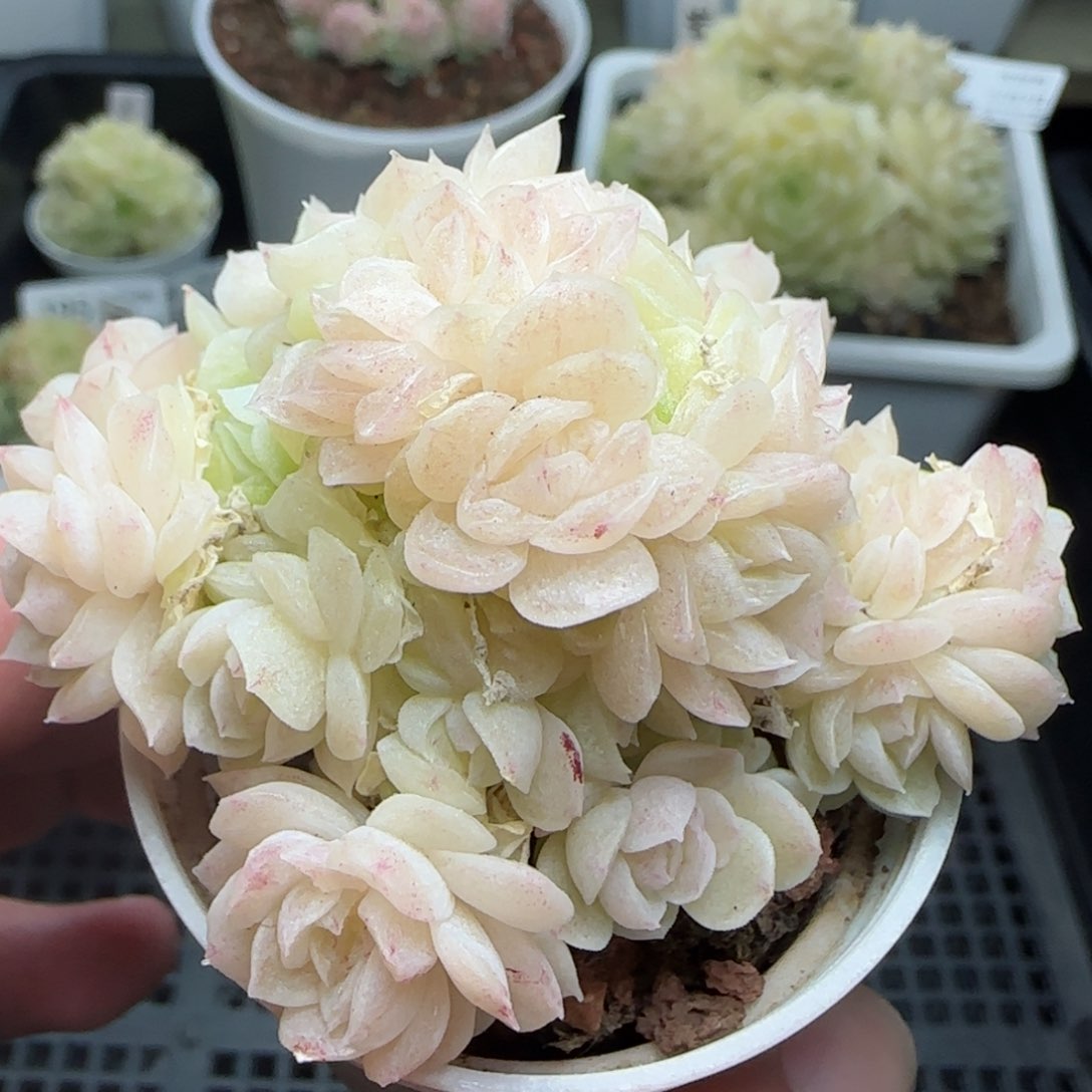 0205-201珠光麦秆