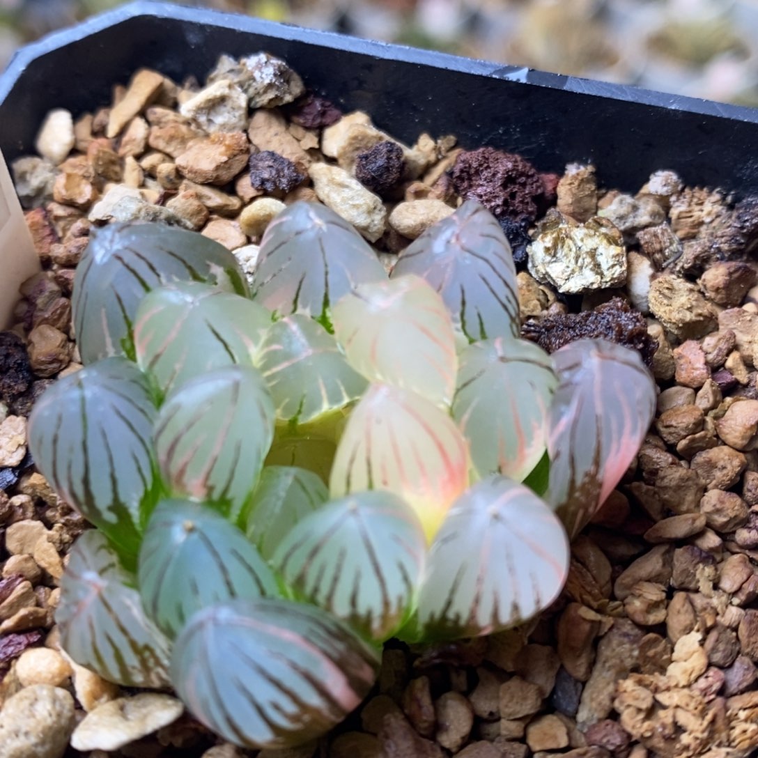 147号霓虹灯玉露锦锦