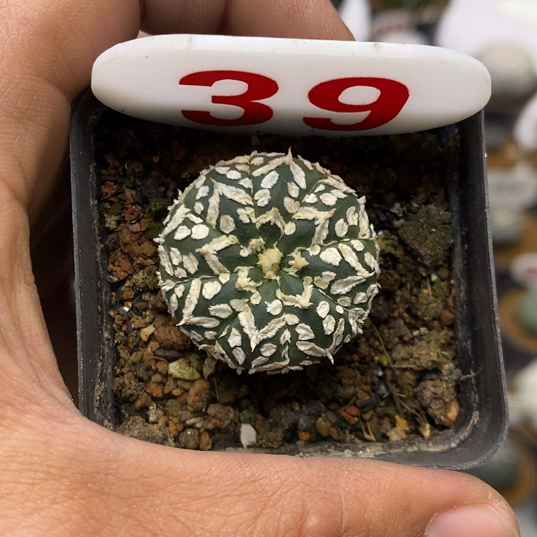 39福利特价来了特价咯