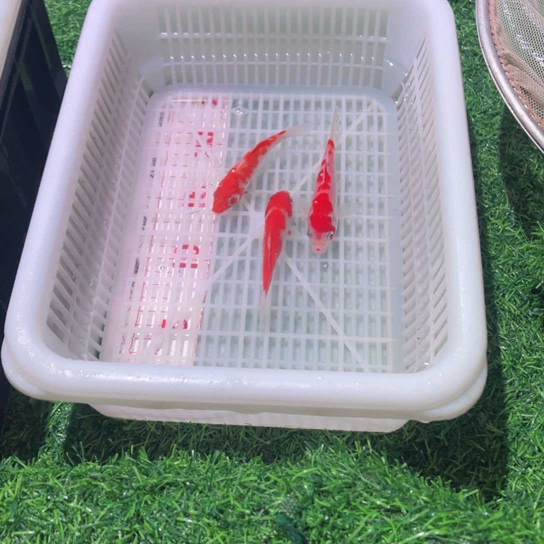 锦鲤锦鲤观赏鱼666